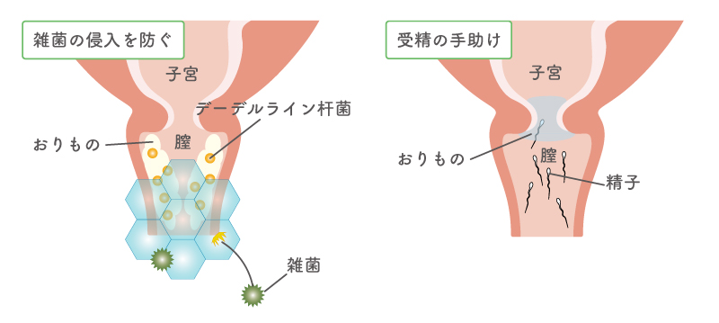 おりものの役割