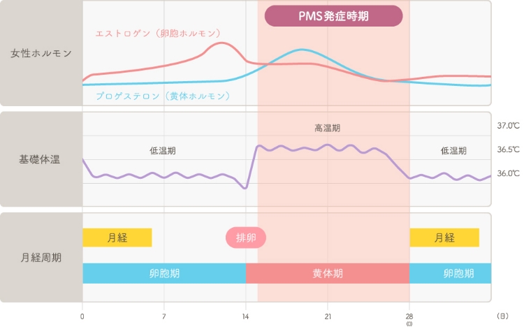 月経前症候群（PMS）はどうして起こるのか