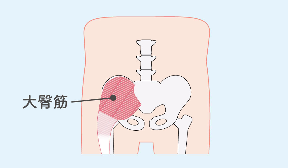 大臀筋