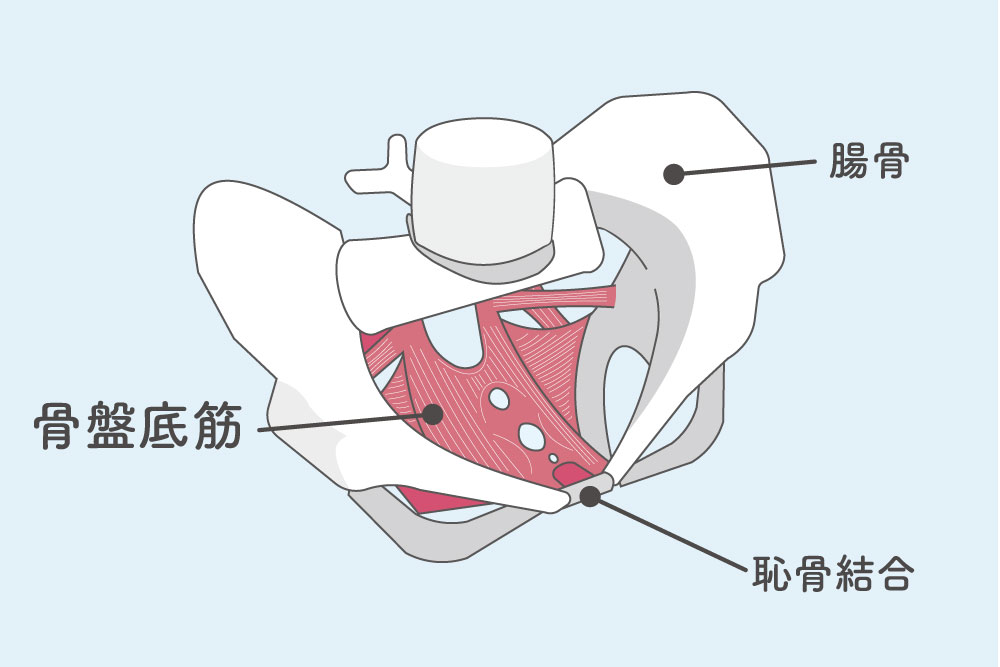 骨盤底筋